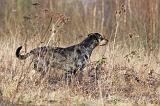 CATAHOULA 040